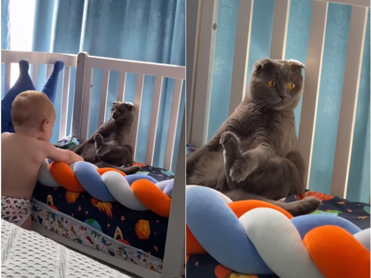 A Cat Freezing in Place